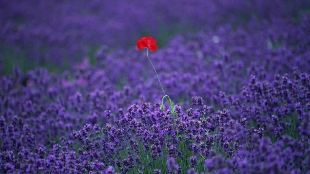 red-flower-in-lavender-field-bo2q3luzfj8uvm03